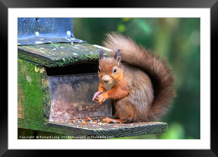 Inquisitive Red Squirrel  Framed Mounted Print by Richard Long
