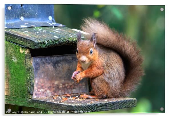 Inquisitive Red Squirrel  Acrylic by Richard Long