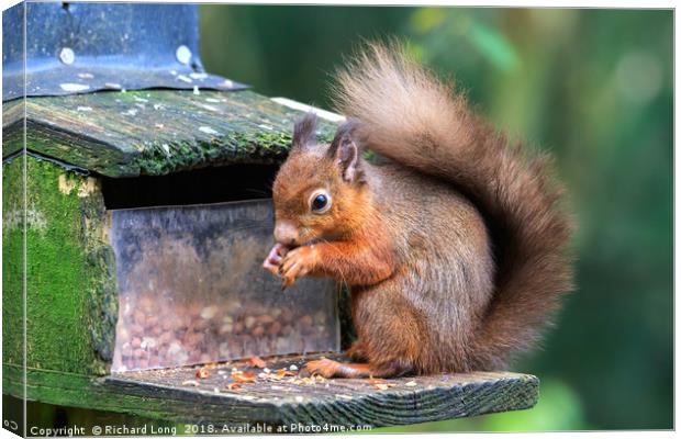 Hungry Red Squirrel  Canvas Print by Richard Long