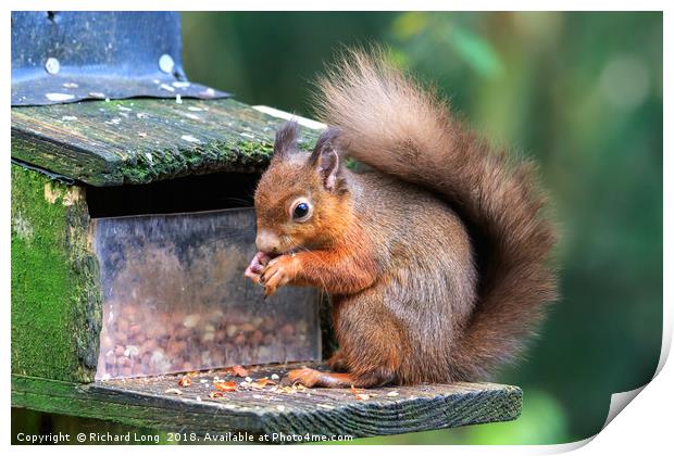 Hungry Red Squirrel  Print by Richard Long