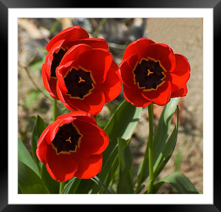 Tulips at Ipsden Framed Mounted Print by Geoff Storey