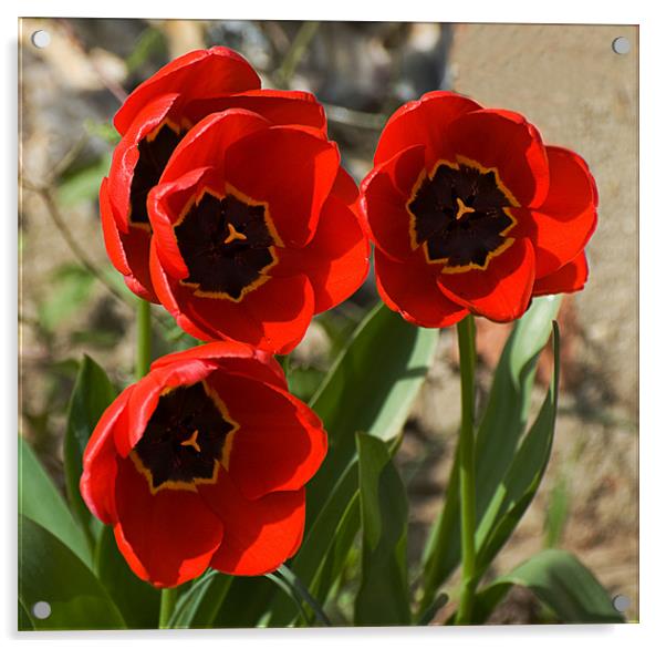 Tulips at Ipsden Acrylic by Geoff Storey