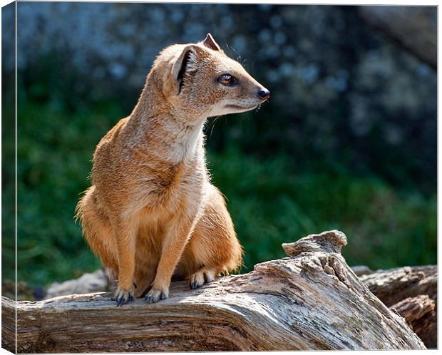 Yellow Mongoose Canvas Print by Geoff Storey
