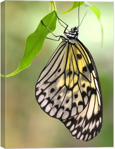 Tree Nymph Butterfly Canvas Print by David Neighbour
