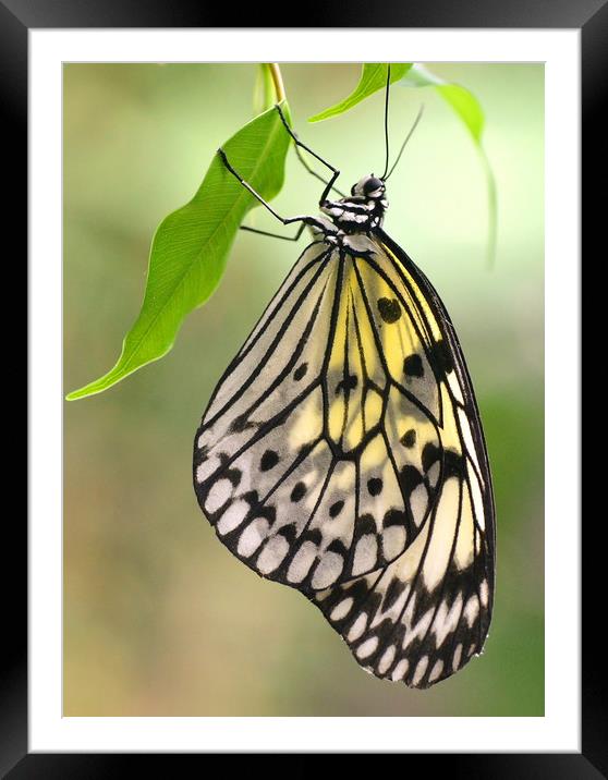 Tree Nymph Butterfly Framed Mounted Print by David Neighbour