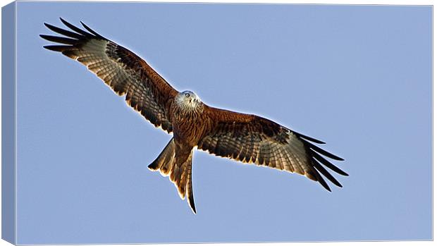 Red Kite over Oxfordshire Canvas Print by Geoff Storey