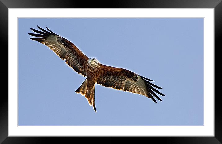Red Kite over Oxfordshire Framed Mounted Print by Geoff Storey