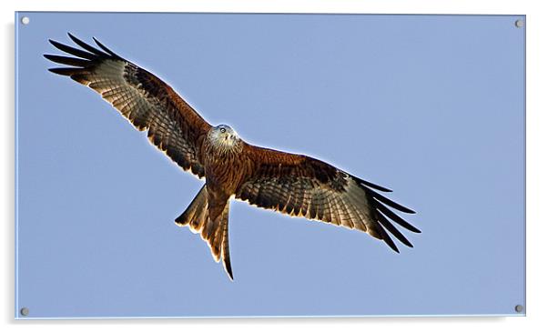Red Kite over Oxfordshire Acrylic by Geoff Storey