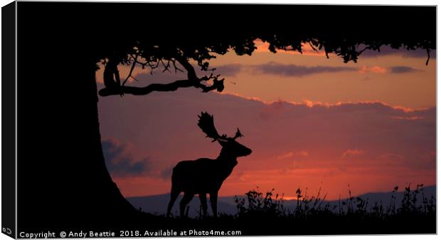 Fallow Stag Sunset Canvas Print by Andy Beattie