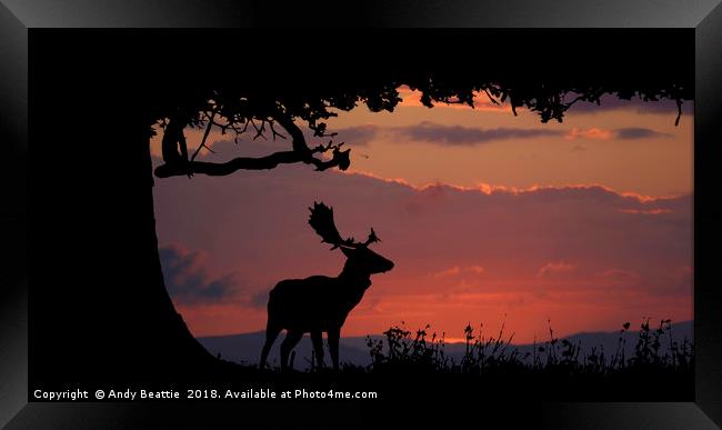 Fallow Stag Sunset Framed Print by Andy Beattie