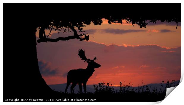 Fallow Stag Sunset Print by Andy Beattie