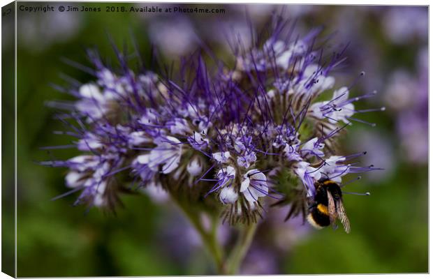 Wild Flowers and a Busy Bee Canvas Print by Jim Jones