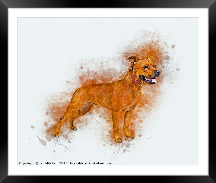 Staffordshire Bull Terrier Framed Mounted Print by Ian Mitchell