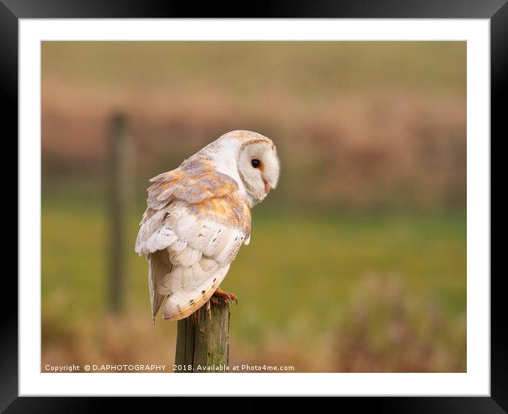 white owl Framed Mounted Print by D.APHOTOGRAPHY 