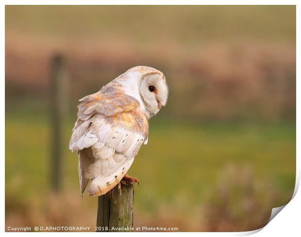 white owl Print by D.APHOTOGRAPHY 