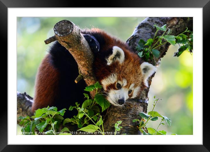 Red panda sitting in tree Framed Mounted Print by Angus McComiskey