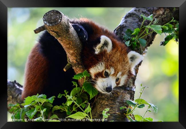 Red panda sitting in tree Framed Print by Angus McComiskey