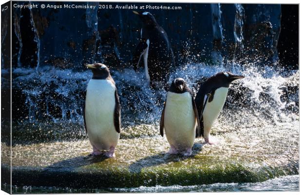 Bath time at the penguin enclosure Canvas Print by Angus McComiskey