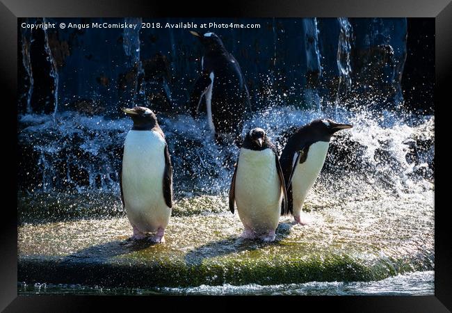 Bath time at the penguin enclosure Framed Print by Angus McComiskey