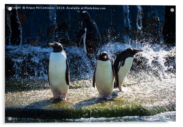 Bath time at the penguin enclosure Acrylic by Angus McComiskey