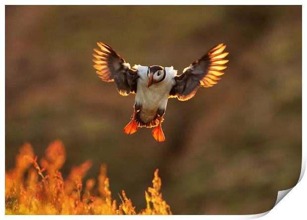 Sunset Puffin Print by Val Saxby LRPS