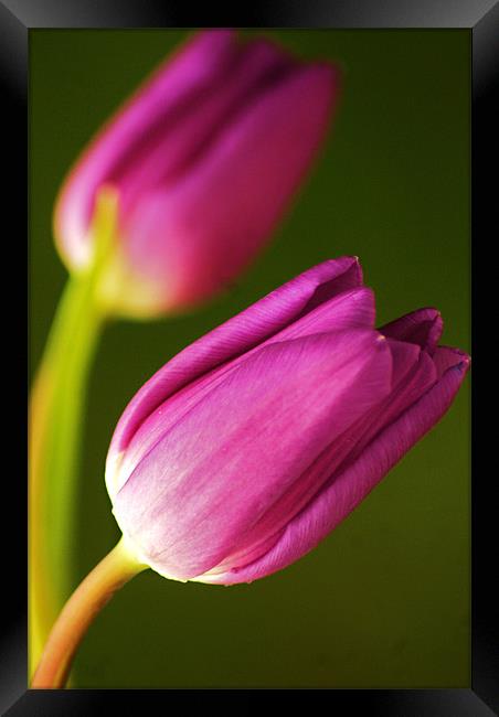 Tulips Framed Print by Dawn Cox