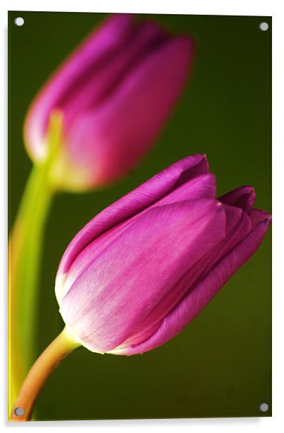 Tulips Acrylic by Dawn Cox