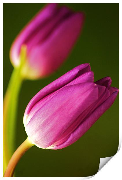 Tulips Print by Dawn Cox