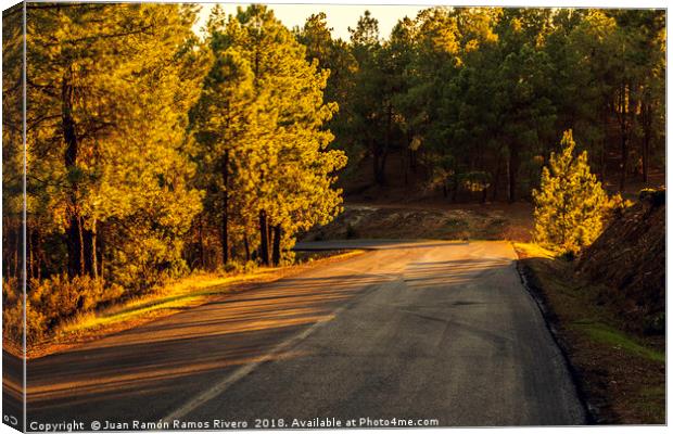 Mountain road between pines at sunset Canvas Print by Juan Ramón Ramos Rivero