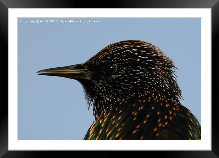 Starling in Profile Framed Mounted Print by Art G