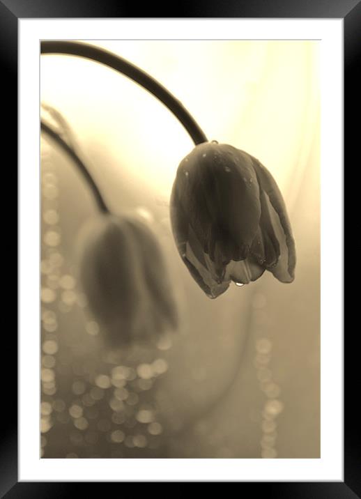 Tulips in the Rain Framed Mounted Print by Dawn Cox