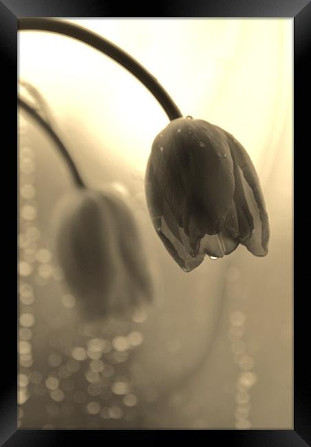 Tulips in the Rain Framed Print by Dawn Cox