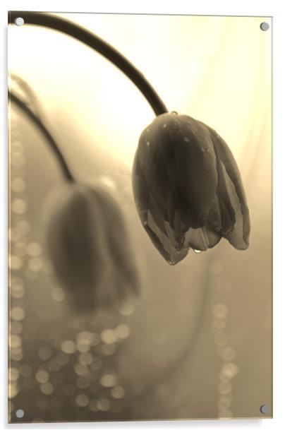 Tulips in the Rain Acrylic by Dawn Cox
