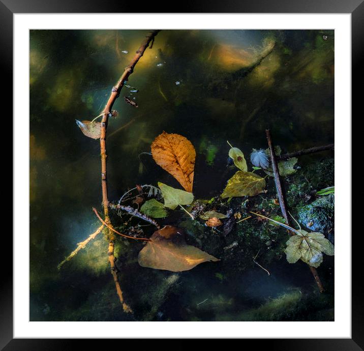 Submerged Sunlight Framed Mounted Print by Ray Tickle