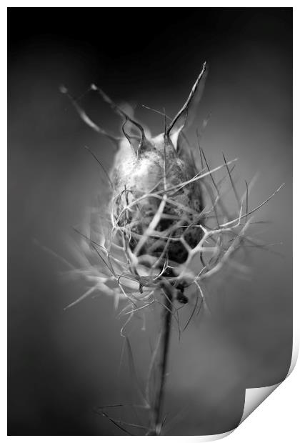 Nigella damascena (seed pods) Print by Mike Evans