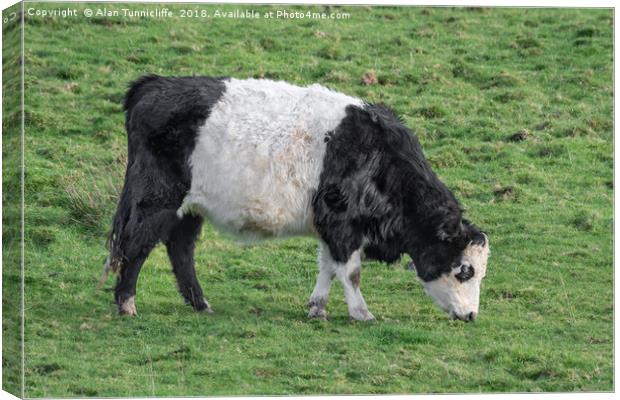 Belted Galloway Canvas Print by Alan Tunnicliffe