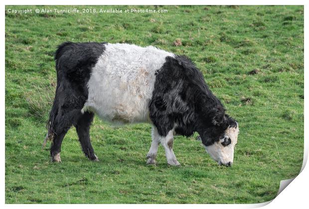 Belted Galloway Print by Alan Tunnicliffe
