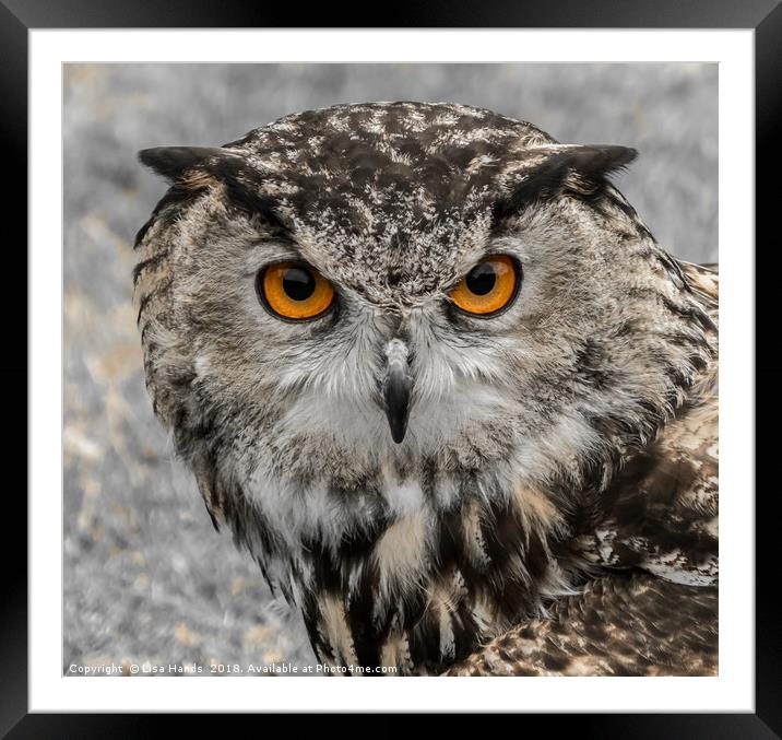 European Eagle Owl - 1 Framed Mounted Print by Lisa Hands