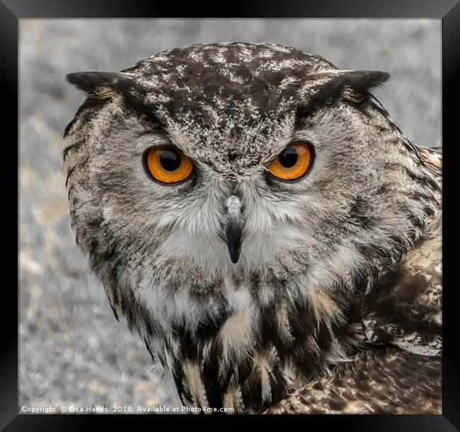 European Eagle Owl - 1 Framed Print by Lisa Hands