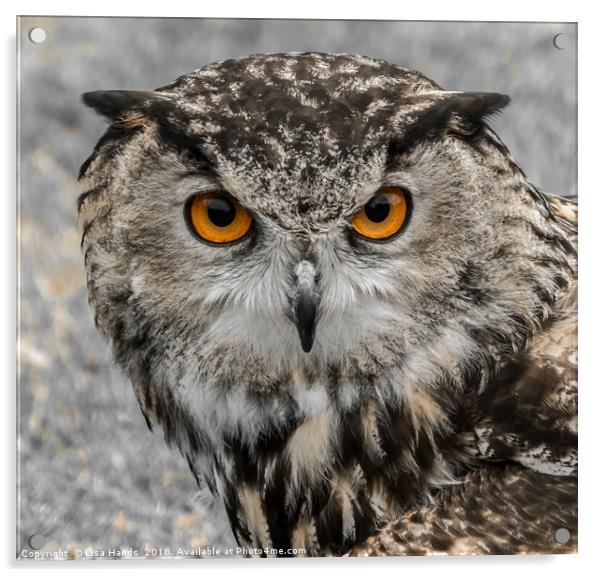 European Eagle Owl - 1 Acrylic by Lisa Hands