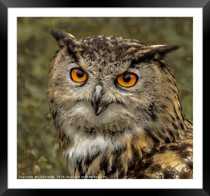 European Eagle Owl - 2 Framed Mounted Print by Lisa Hands