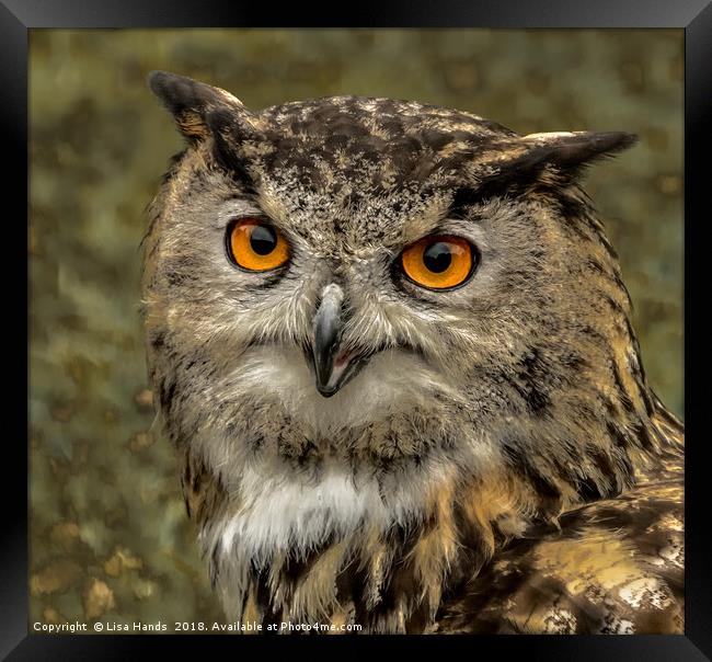 European Eagle Owl - 2 Framed Print by Lisa Hands