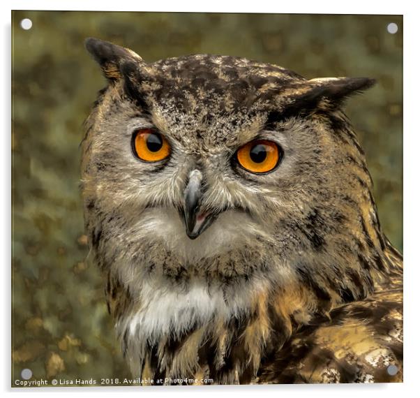 European Eagle Owl - 2 Acrylic by Lisa Hands