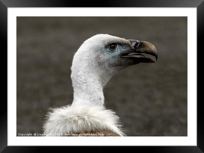 Eurasian Griffon Vulture Framed Mounted Print by Lisa Hands