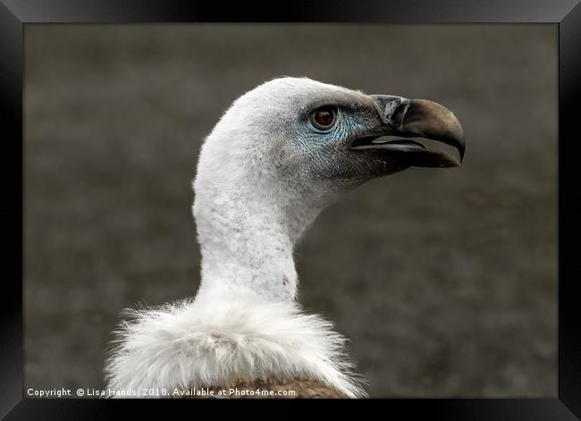 Eurasian Griffon Vulture Framed Print by Lisa Hands