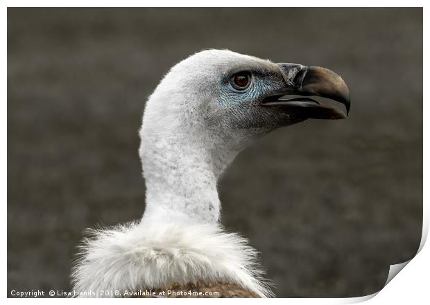 Eurasian Griffon Vulture Print by Lisa Hands