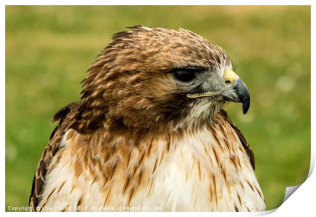 Red Tailed Hawk Print by Lisa Hands