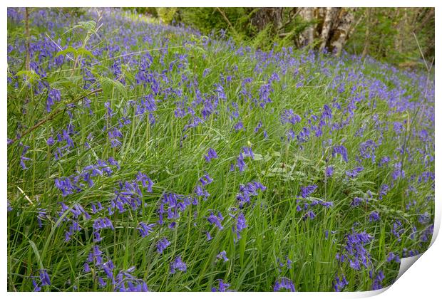 Bluebells im Glen Affric Print by Thomas Schaeffer