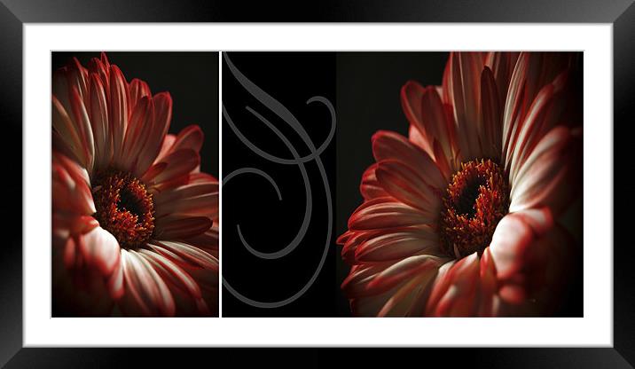 Floral Red Head Diptych Framed Mounted Print by Aj’s Images