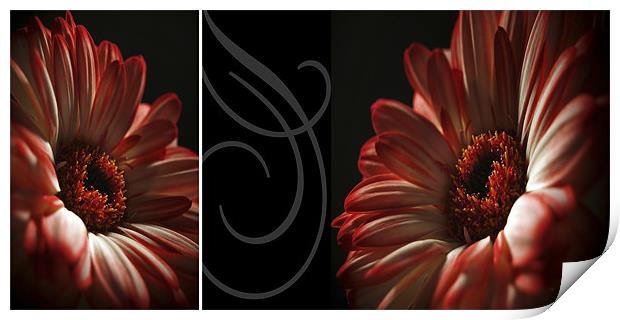 Floral Red Head Diptych Print by Aj’s Images